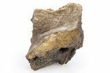 Fossil Tyrannosaur (T rex) Bone Section - Wyoming #306666-1